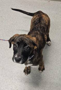 Mona Moo -  Plott Hound Dog for Adoption in Bloomington, Indiana - Mona Moo | PetCurious