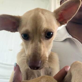 Noah -  Chihuahua and Mixed Breed Dog for Adoption in Clarksdale, Mississippi - Noah | PetCurious