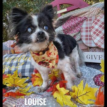 Rescue Papillon Dogs for Adoption in Sebring, Florida - Louise | PetCurious