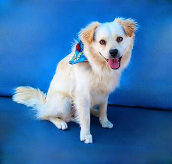 Spaniel Dogs Available for Adoption in Pasadena, California - JULIAN | PetCurious
