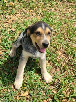 Labrador Retriever Dogs Available for Adoption - Odin | PetCurious