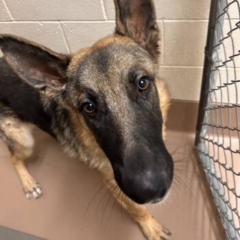 Draco -  German Shepherd Dog Dog for Adoption in Reno, Nevada - Draco | PetCurious