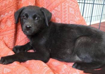 Sandra -  German Shepherd Dog Dog for Adoption in Thief River Falls, Minnesota - Sandra | PetCurious