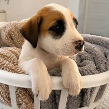 Cairo -  Boxer and Mixed Breed Dog for Adoption in Phoenix, Arizona - Cairo | PetCurious