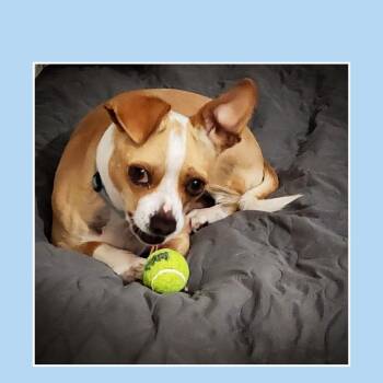 Mixed Breed Dogs Available for Adoption - Nacho | PetCurious