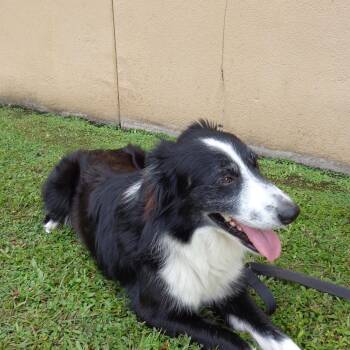 Rescue Border Collie Dogs for Adoption in Miami, Florida - Hustle--TRAINED DOG | PetCurious