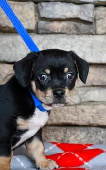 Pug and Spaniel Dogs Available for Adoption - Jamie | PetCurious