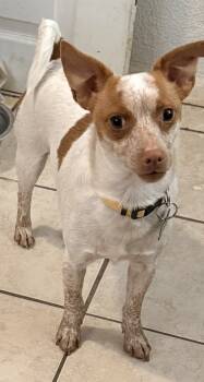 Rescue Chihuahua Dogs for Adoption in Broomfield, Colorado - THOR | PetCurious