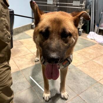 Flint -  Mixed Breed Dog for Adoption in Chattanooga, Tennessee - Flint | PetCurious