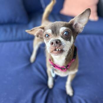 Rescue Chihuahua Dogs for Adoption in Ramona, California - Chaps | PetCurious