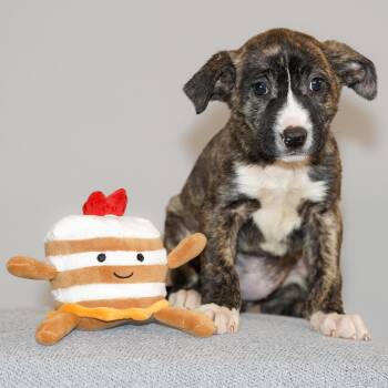 Black Mouth Cur Dogs Available for Adoption - Maple  | PetCurious