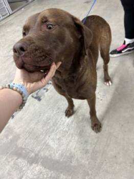 Rescue Flat Coated Retriever and Mixed Breed Dogs for Adoption in Fort Worth, Texas - 59675869 | PetCurious