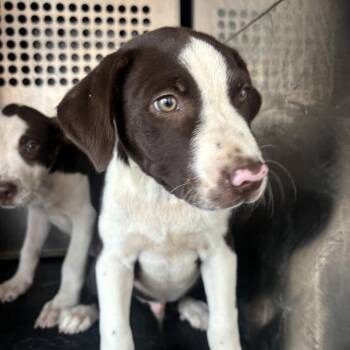 Carson -  Pit Bull Terrier Dog for Adoption in Birmingham, Alabama - Carson | PetCurious