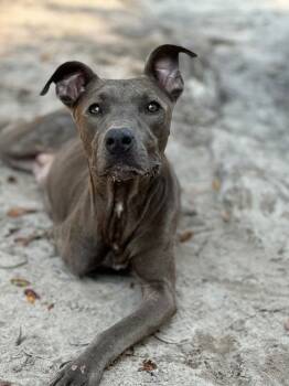 Rescue Mixed Breed Dogs for Adoption in Hortense, Georgia - Maya | PetCurious