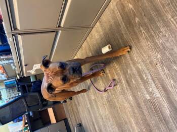 Rescue Boxer Dogs for Adoption in Leavenworth, Kansas - 25-0578 "Bug" | PetCurious