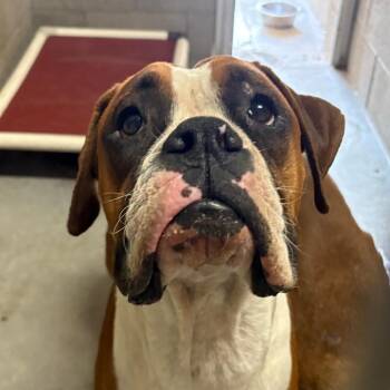 Boxer Dogs Available for Adoption in Yuma, Arizona - Goofy | PetCurious