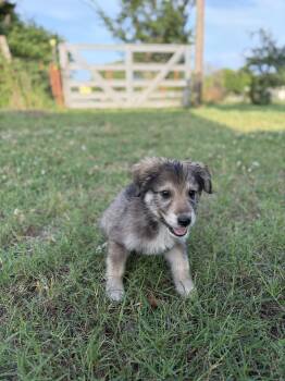 Abe -  Great Pyrenees and Labrador Retriever Dog for Adoption in Meeker, Oklahoma - Abe | PetCurious