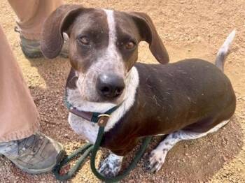 Mrs. Brisby -  Mixed Breed Dog for Adoption in Georgetown, Texas - Mrs. Brisby | PetCurious