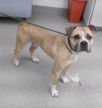 Rescue English Bulldog and Mixed Breed Dogs for Adoption in Omaha, Nebraska - DENZEL | PetCurious