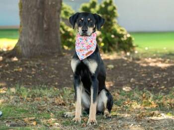 Breve -  Doberman Pinscher and Mixed Breed Dog for Adoption in Portland, Oregon - Breve | PetCurious