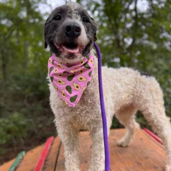 Rescue Standard Poodle and Pit Bull Terrier Dogs for Adoption in Newark, New Jersey - Tuti | PetCurious