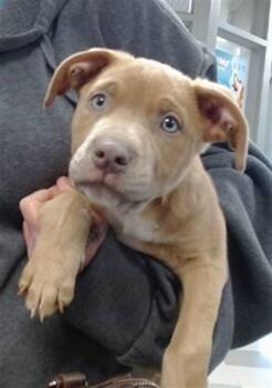 Staffordshire Bull Terrier Dogs Available for Adoption in Oklahoma City, Oklahoma - A473617 | PetCurious