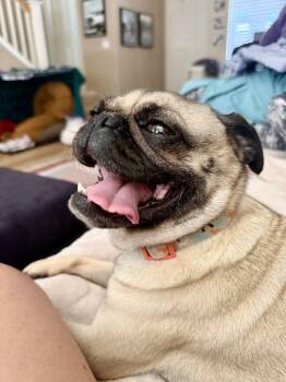 Peanut -  Pug Dog for Adoption in Burlingame, California - Peanut | PetCurious