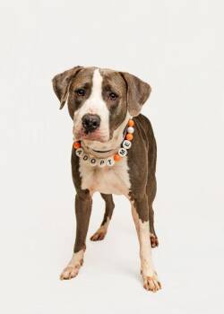 Rescue Pit Bull Terrier Dogs for Adoption in Sevierville, Tennessee - Bun | PetCurious