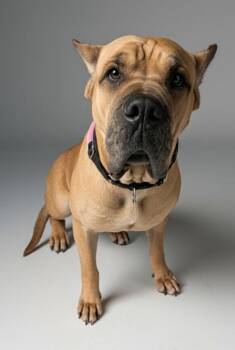 Cane Corso Dogs Available for Adoption in Fort Myers, Florida - Grace-Truly Gentle Giant! | PetCurious