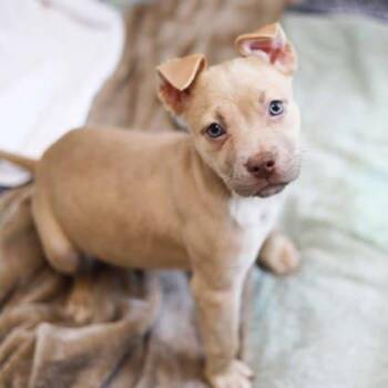 American Staffordshire Terrier and Mixed Breed Dogs Available for Adoption - Dancer | PetCurious