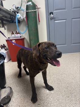 Fritz -  Terrier Dog for Adoption in Conway, Arkansas - Fritz | PetCurious