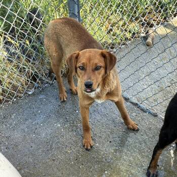 Darla -  Mixed Breed Dog for Adoption in Tacoma, Washington - Darla | PetCurious