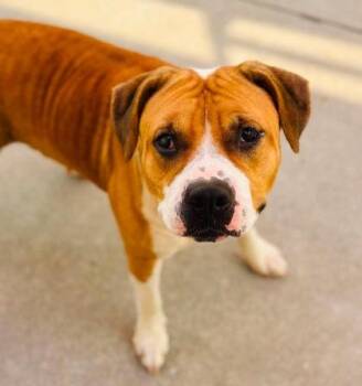 Harley -  Mixed Breed Dog for Adoption in West Chester, Pennsylvania - Harley | PetCurious
