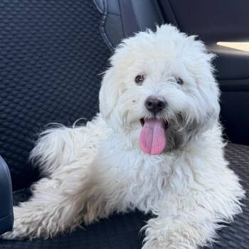 Bolognese Dogs Available for Adoption in San Pablo, California - Ravioli | PetCurious