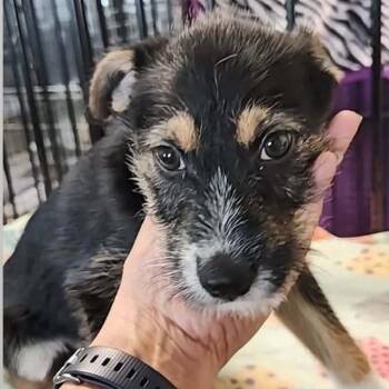 Terrier Dogs Available for Adoption - ZACHARY | PetCurious