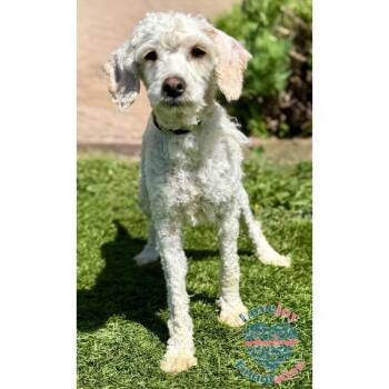 Miniature Poodle Dogs Available for Adoption in Inglewood, California - Leo COH | PetCurious