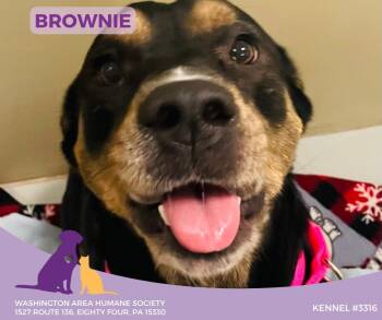 Rescue German Shepherd Dog Dogs for Adoption in Eighty Four, Pennsylvania - Brownie | PetCurious