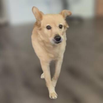 Misty Mae -  Retriever and Husky Dog for Adoption in Houston, Texas - Misty Mae | PetCurious