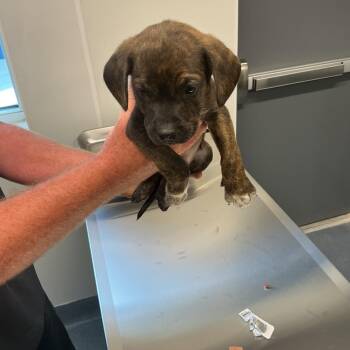 Heidi -  Mixed Breed Dog for Adoption in Saint Joseph, Missouri - Heidi | PetCurious