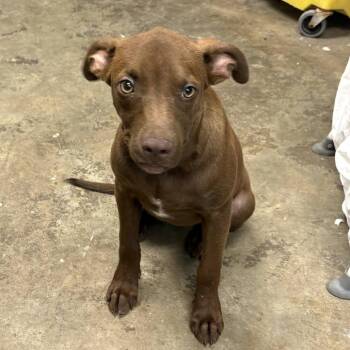 Puddin Snack Pack -  Retriever and Terrier Dog for Adoption in Cleveland, Mississippi - Puddin Snack Pack | PetCurious