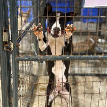 Piggy -  Terrier and Mixed Breed Dog for Adoption in Fort Smith, Arkansas - Piggy | PetCurious
