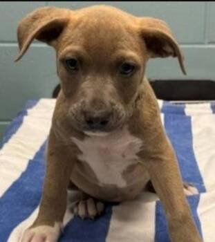 Pit Bull Terrier and Mixed Breed Dogs Available for Adoption in Kansas City, Missouri - Geneva | PetCurious
