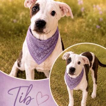 Tib -  Terrier and Mixed Breed Dog for Adoption in Hackett, Arkansas - Tib | PetCurious