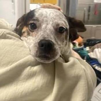 Mixed Breed Dogs Available for Adoption - Zalisha | PetCurious