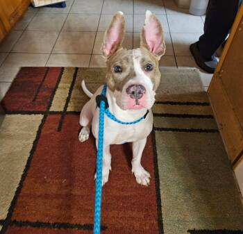 American Bully Dogs Available for Adoption in Darien Center, New York - Rocco | PetCurious