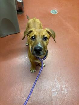 Kyler -  Mixed Breed Dog for Adoption in Douglasville, Georgia - Kyler | PetCurious