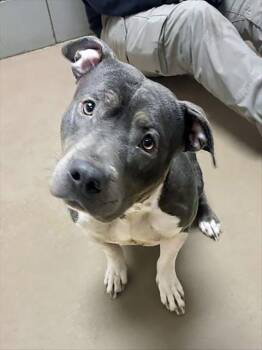 Mixed Breed Dogs Available for Adoption in Nashville, Tennessee - Maddie | PetCurious