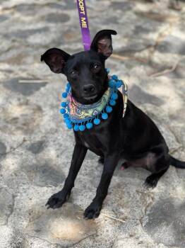 Morgan -  Chihuahua and Carolina Dog Dog for Adoption in Gig Harbor, Washington - Morgan | PetCurious