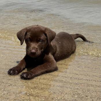 Labrador Retriever Dogs Available for Adoption in Fort Worth, Texas - Willow Valley | PetCurious