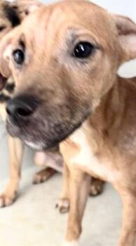 A658163 -  Beagle Dog for Adoption in Houston, Texas - A658163 | PetCurious